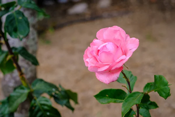 春天的尽头 种满了美丽玫瑰的花园 — 图库照片