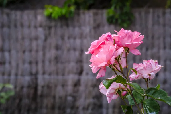 Garden Beautiful Roses End Spring Plant — Stock Photo, Image