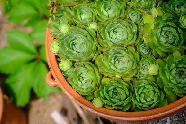 Detail Pot Echeveria Elegans Species Succulent Plant Crassulaceae Family — Stock Photo, Image