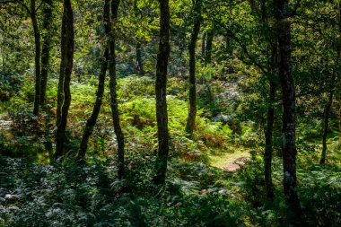 Pontevedra ili (İspanya), öğle saatlerinde meşe ormanlarının ayrıntıları)