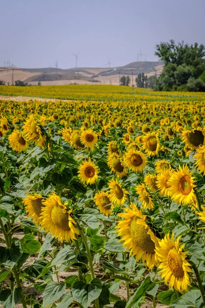 Open Flowers Field Sunflowers Rural Area Interior Spain — Stock Photo, Image