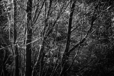 Pontevedra, Galiçya 'da (İspanya) küçük bir nehir kenarı ormanının detayları)