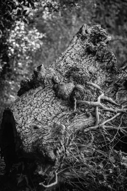 Galiçya, Pontevedra 'da (İspanya) düşmüş ve kuru bir meşe ağacının kabuğunun ayrıntıları)