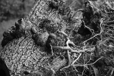 Galiçya, Pontevedra 'da (İspanya) düşmüş ve kuru bir meşe ağacının kabuğunun ayrıntıları)