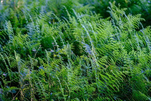 Detail Field Ferns Vascular Seedless Plant Rural Area Galicia Spain — 图库照片