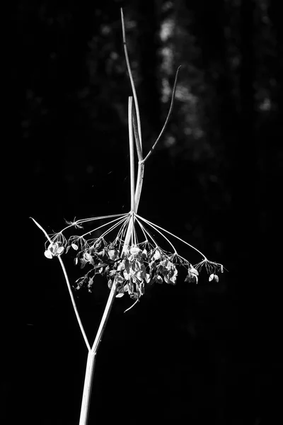 Seeds Heracleum Sphondylium Bear Foot Very Widespread Plant Prairies Pastures — Foto de Stock