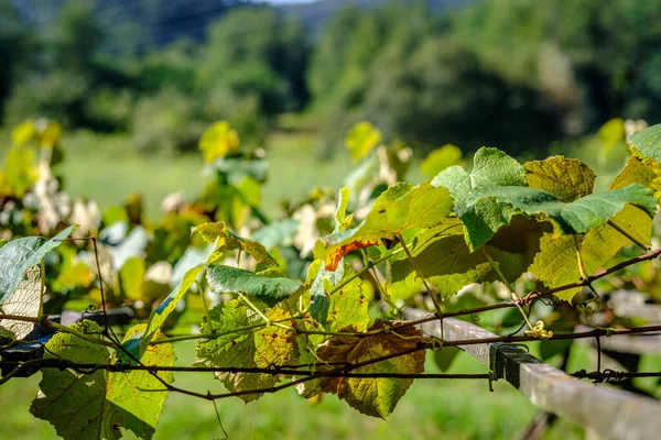 Detail Vine Leaves Vineyard Pontevedra Galicia Spain — Foto de Stock