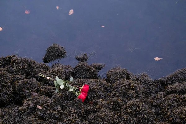 Two Red Roses Some Rocks Full Algae Ria Pontevedra Galicia — Foto de Stock