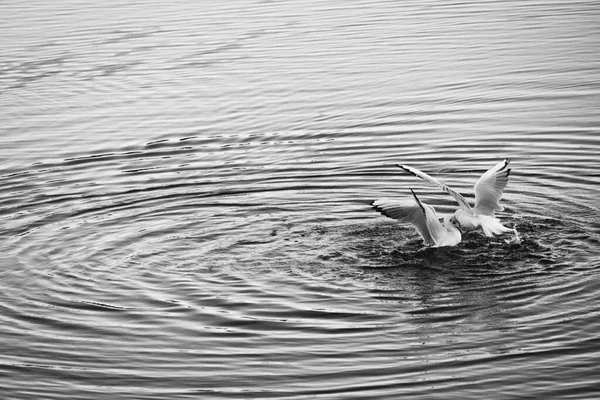 Pair Seagulls Tries Mate Waters Ria Pontevedra Estuary Formed Lerez — Foto de Stock