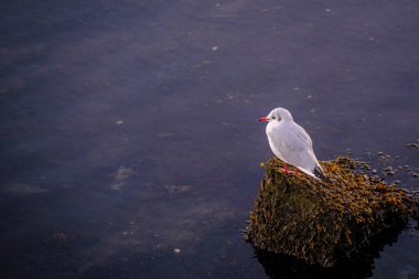 A young seagull rests on a stone full of algae, in the waters of the Ria de Pontevedra, an estuary formed by the Lerez River, in Galicia (Spain)