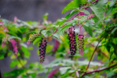 Phytolacca americana, a species in the Phytolaccaceae family, some parts of this plant are highly toxic to livestock and humans.