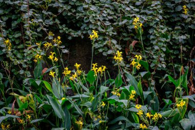 Iris pseudacorus or yellow lily near a river, perennial species of the Iridaceae family.