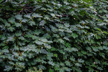 Detail of the branches of a Ficus carica, with the common name fig tree, one of the very numerous species of the genus Ficus, of the Moraceae family, whose fruit is the fig.