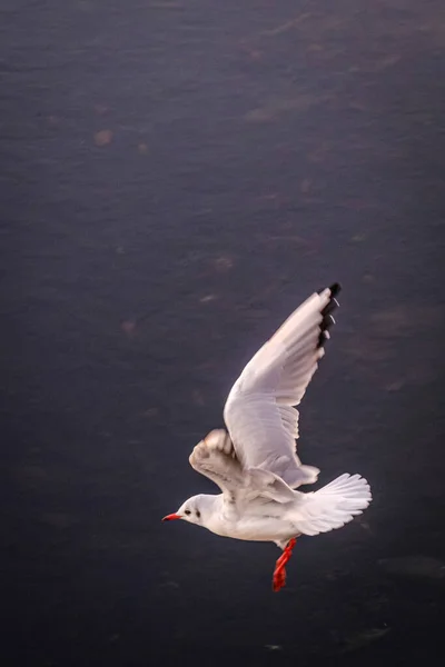 Young Seagull Flies Waters Ria Pontevedra Estuary Formed Lerez River — Stock fotografie