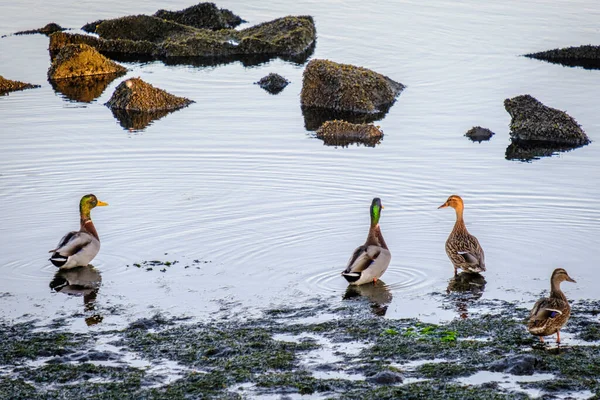 Group Ducks Looks Food Dawn Ria Pontevedra Estuary Formed Lerez — Foto de Stock