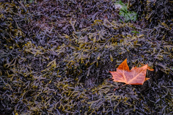 Plane Tree Leaf Rock Full Algae Ria Pontevedra Galicia Spain — Stock Photo, Image