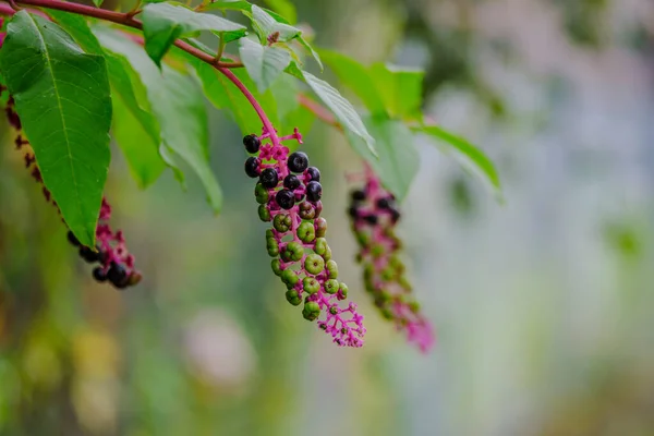 Phytolacca Americana Species Phytolaccaceae Family Some Parts Plant Highly Toxic — Stockfoto