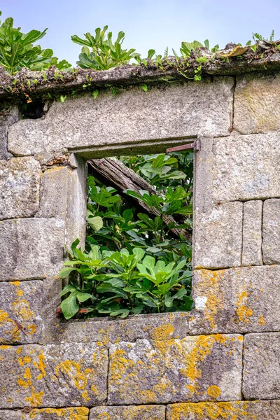 Branches Fig Tree Come Out Window Abandoned House Galicia Spain — Stockfoto