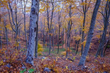 Beech forest in autumn in Montseny mountain, in Catalonia (Spain)
