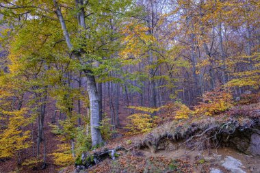 Beech forest in autumn in Montseny mountain, in Catalonia (Spain)
