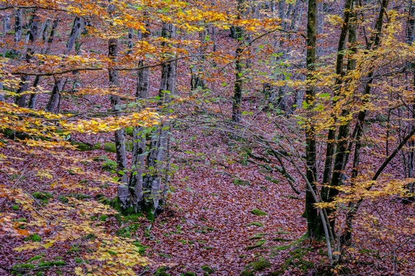 Beech forest in autumn, in the province of Girona in Catalonia (Spain)