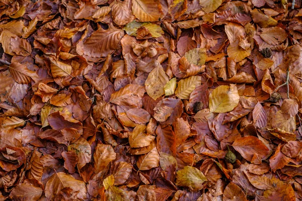 Background Dry Beech Leaves Forest Spain — Stock fotografie