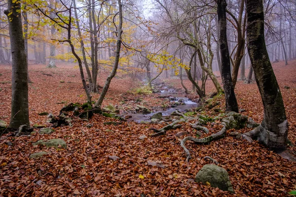 Beech Forest Autumn Montseny Mountain Catalonia Spain — Zdjęcie stockowe