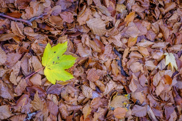 Fallen Maple Leaf Blanket Beech Leaves Autumn — 图库照片
