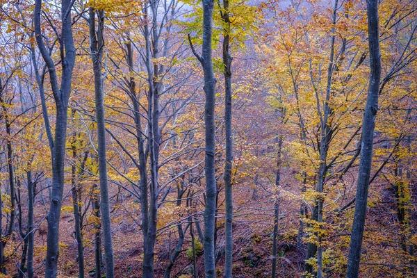 Δάσος Οξιάς Φθινόπωρο Στο Βουνό Montseny Στην Καταλονία Ισπανία — Φωτογραφία Αρχείου