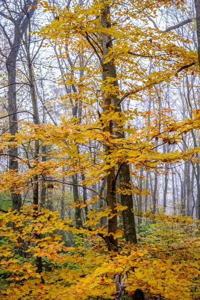 Δάσος Οξιάς Φθινόπωρο Στο Βουνό Montseny Στην Καταλονία Ισπανία — Φωτογραφία Αρχείου