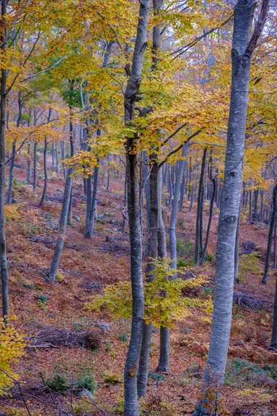 Beech Forest Autumn Montseny Mountain Catalonia Spain — Zdjęcie stockowe