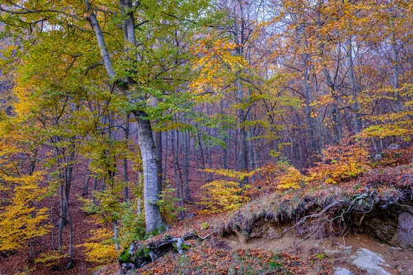 Буковые Леса Осенью Горах Монтсени Каталонии Испания — стоковое фото