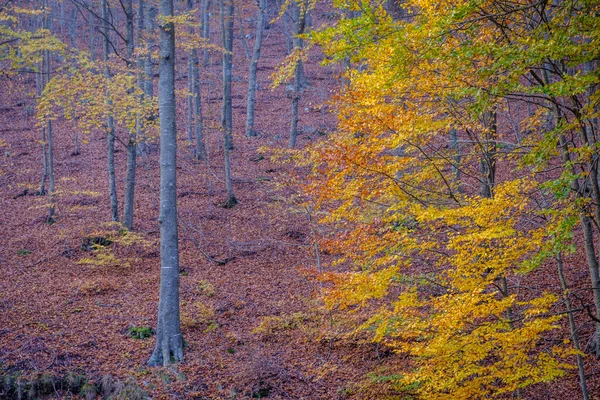 Δάσος Οξιάς Φθινόπωρο Στο Βουνό Montseny Στην Καταλονία Ισπανία — Φωτογραφία Αρχείου