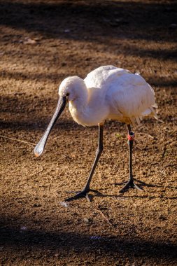 Platalea leucorodia or common spoonbill in a zoo, species of pelecaniform bird in the Threskiornithidae family.