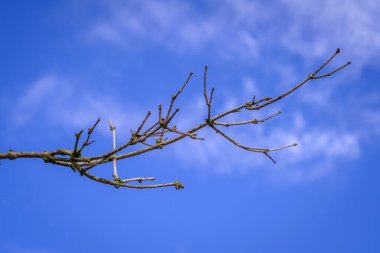 Leafless tree branch against a blue sky with small clouds out of focus.
