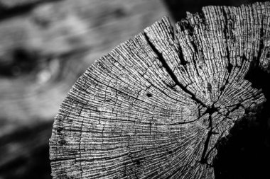 Kesik ve kuru bir ağaç gövdesinin ayrıntıları..