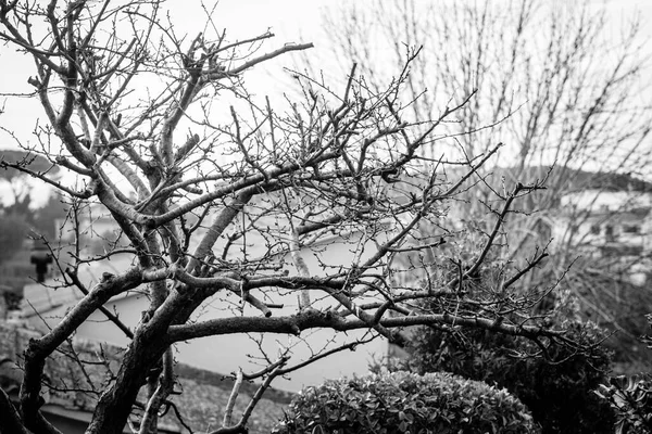 Zwart Wit Foto Van Een Pruimenboom Zonder Bladeren Winter — Stockfoto