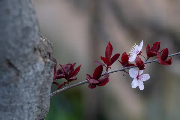 First Flowers Prunus Fruit Tree False Plum Spring — Stock Photo, Image