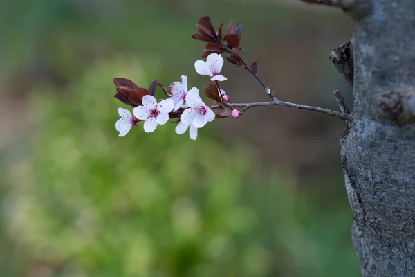 春にプルーン 偽梅の最初の花 — ストック写真