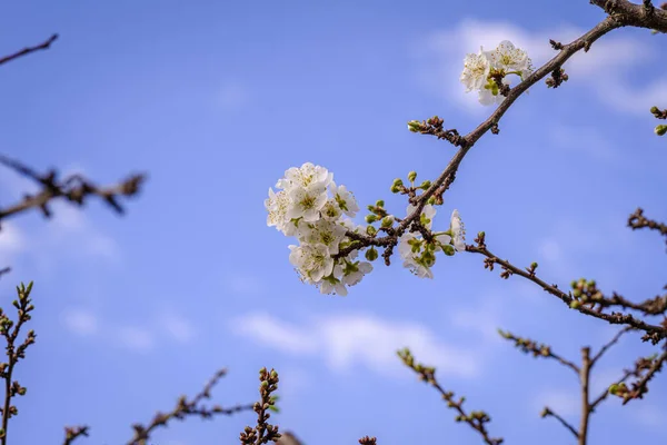 Первые Цветы Prunus Domestica Европейской Сливы Видов Цветущих Растений Семье — стоковое фото