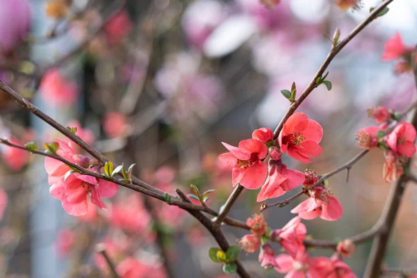 Primeras Flores Chaenomeles Japonica Una Especie Planta Perteneciente Género Chaenomeles — Foto de Stock