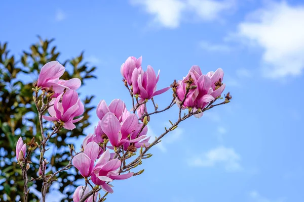 Магнолия Цветы Род Около 120 Видов Растений Семье Magnoliaceae — стоковое фото