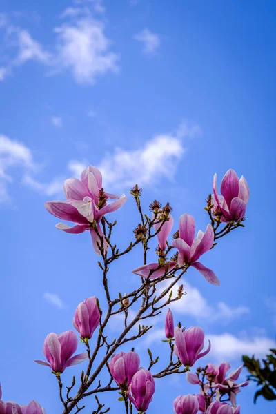 Magnolia Virágok Körülbelül 120 Növényfajt Tartalmazó Nemzetség Magnoliaceae Családban — Stock Fotó