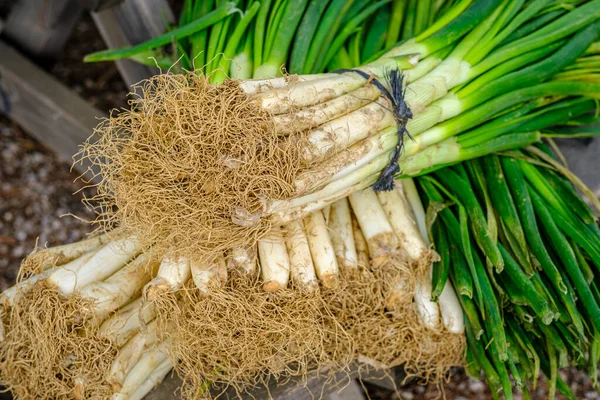 Vastgebonden Calots Variëteit Aan Malse Uien Typische Catalaanse Variëteit Spanje — Stockfoto