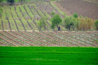 VİLAFRANCA DEL PENEDES, İSPAN - 20 Mart 2022: Büyük şaraplarıyla ünlü bir bölgede ekili üzüm bağları arasında bir çift yürüyüş.