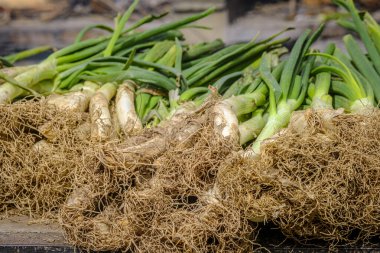 İspanya 'da Calot, taze soğan çeşitliliği, tipik Katalonya çeşidi..