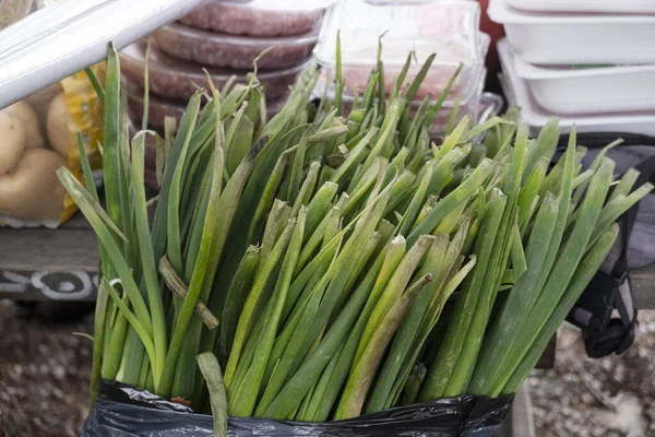 Ted Calots Variety Tender Onions Typical Variety Catalonia Spain — стоковое фото