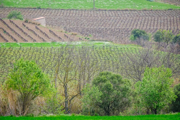 Campos Cultivados Com Vinhas Vilafranca Del Penedes Catalunha Espanha — Fotografia de Stock