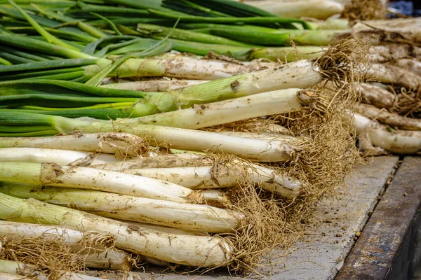 Knutna Kalvar Olika Sorters Späd Lök Typiska Sorter Katalonien Spanien — Stockfoto