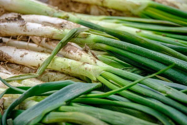 Knutna Kalvar Olika Sorters Späd Lök Typiska Sorter Katalonien Spanien — Stockfoto